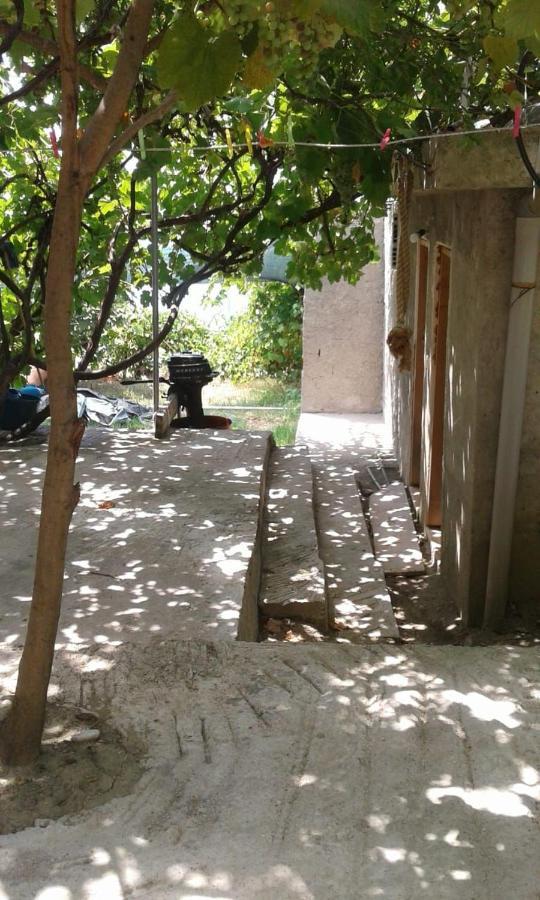 Jungle In Borsh