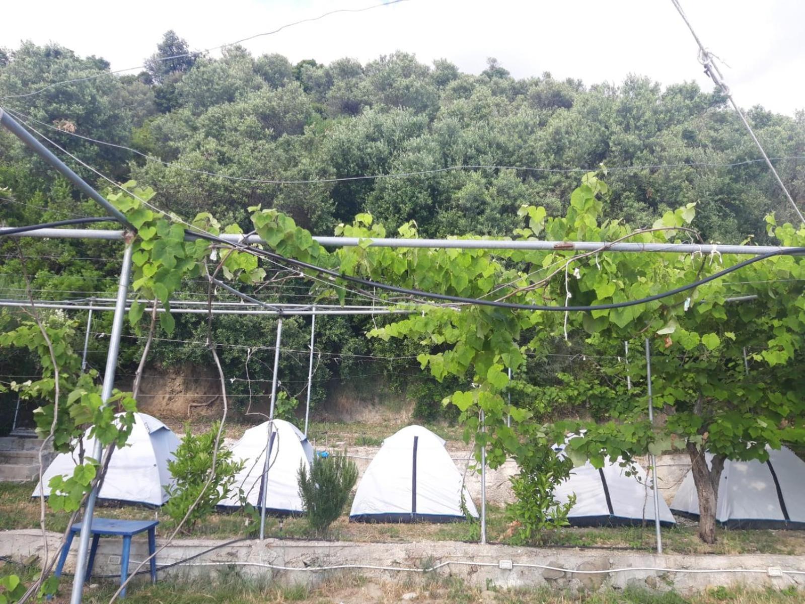 Luxury tent Jungle In