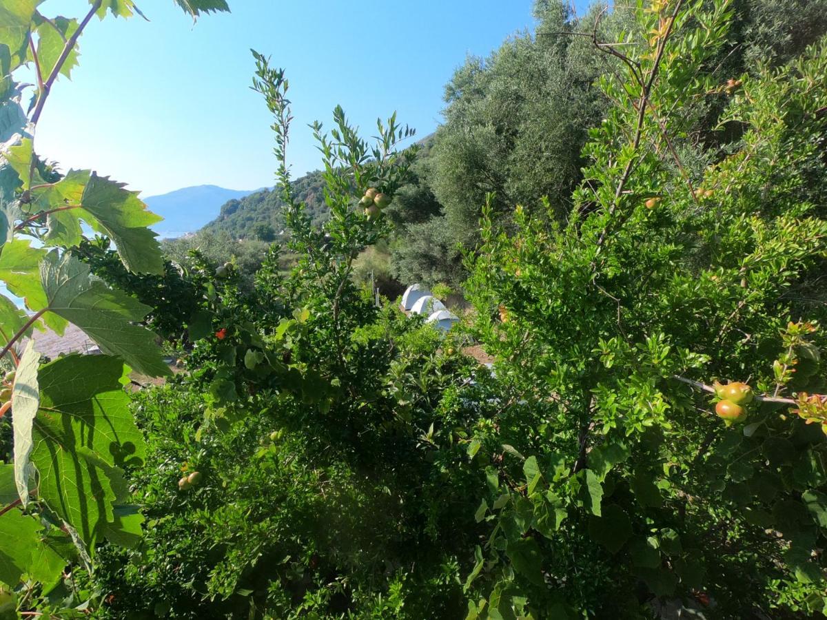 Jungle In *